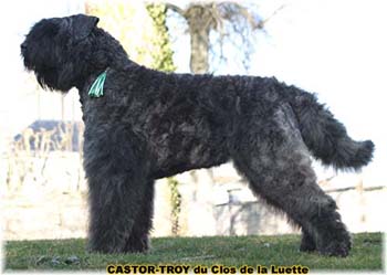 bouvier des flandres du clos de la luette - copyright déposé